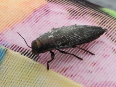 Buprestis dalmatina