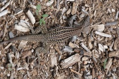 Aspidoscelis exsanguis