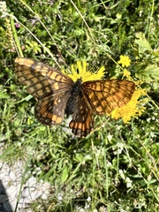 Euphydryas intermedia