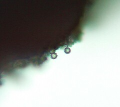 Laccaria ohiensis