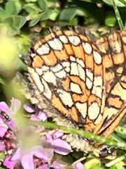 Euphydryas intermedia