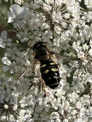 Lapposyrphus