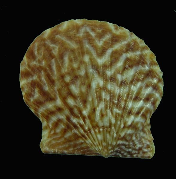 Leptopecten
