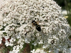 Lapposyrphus