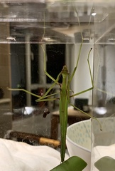 Huananphasma amicum