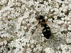 Lapposyrphus
