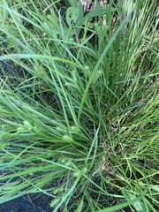 Carex baileyi