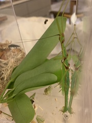 Huananphasma amicum