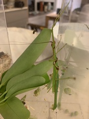 Huananphasma amicum