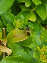 Dolichovespula sylvestris