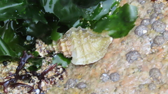 Crassilabrum crassilabrum