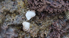 Crassilabrum crassilabrum