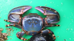 Petrolisthes violaceus