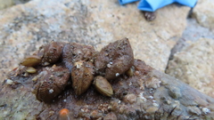 Brachidontes granulatus