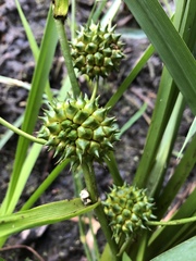 Sparganium eurycarpum