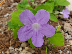 Ruellia intermedia