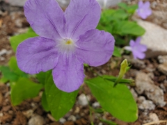 Ruellia intermedia