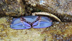 Petrolisthes violaceus