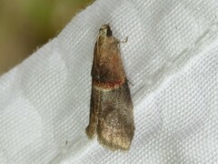 Acrobasis demotella
