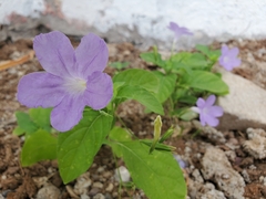 Ruellia intermedia