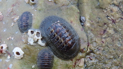 Chiton barnesii