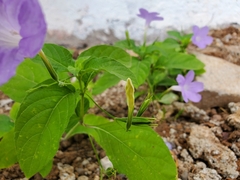 Ruellia intermedia