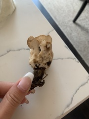 Bresadolia craterella