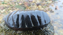 Chiton magnificus