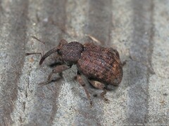 Conotrachelus posticatus