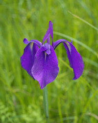 Iris ensata