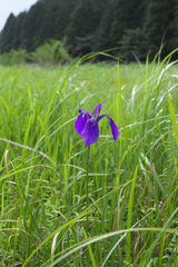 Iris ensata