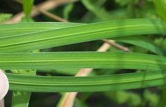 Iris ensata