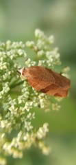 Pandemis cinnamomeana