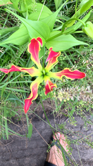 Gloriosa superba