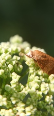 Pandemis cinnamomeana