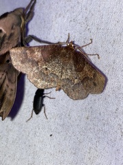 Metarranthis angularia