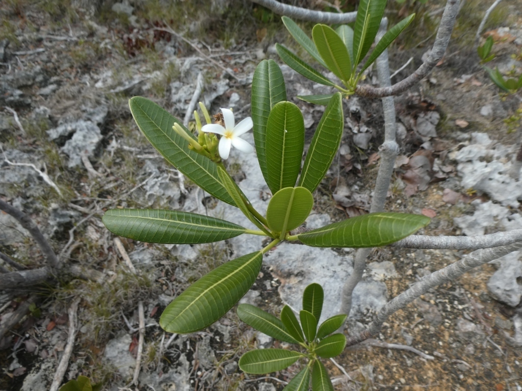 Plumeria obtusa, Middle Caicos, TKCA 1ZZ, Turks and Caicos Islands
