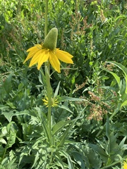 Rudbeckia californica