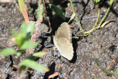 Coenonympha haydenii