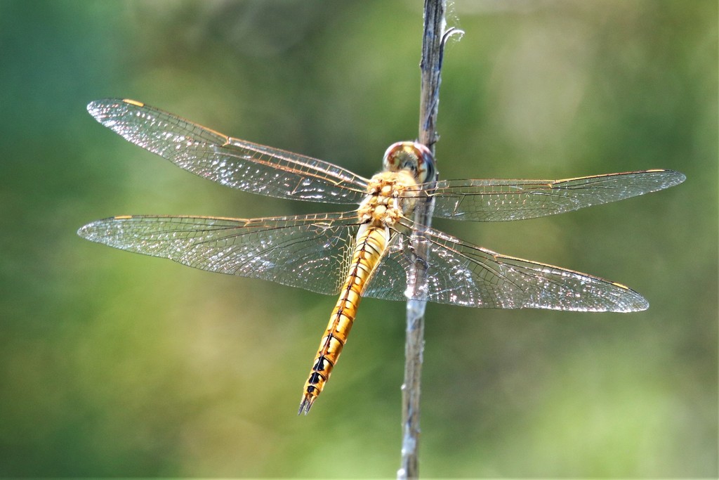 Planeador amarillo común (Odonatos de Guatemala) · iNaturalist