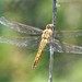 Wandering Glider - Photo (c) Ryan Jacob, some rights reserved (CC BY-NC)