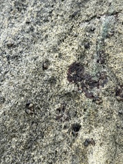 Nodilittorina pyramidalis