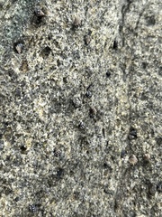 Nodilittorina pyramidalis