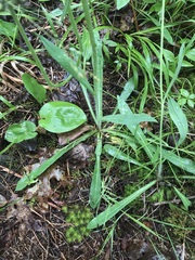 Media resource of Pilosella piloselloides