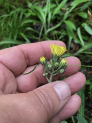 Pilosella piloselloides image