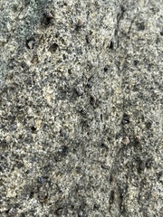 Nodilittorina pyramidalis