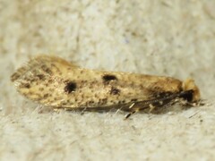 Niditinea orleansella