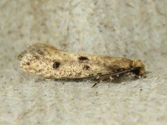 Niditinea orleansella