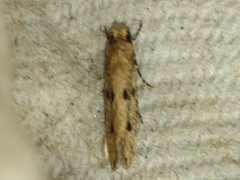 Niditinea orleansella