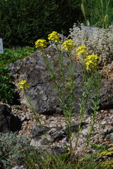 Erysimum witmannii